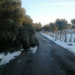 Alberi per strada lungo la Oria-Ostuni (vecchia per Francavilla)