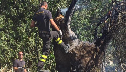 incendio ulivo secolare